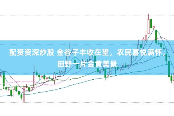 配资资深炒股 金谷子丰收在望，农民喜悦满怀，田野一片金黄美景